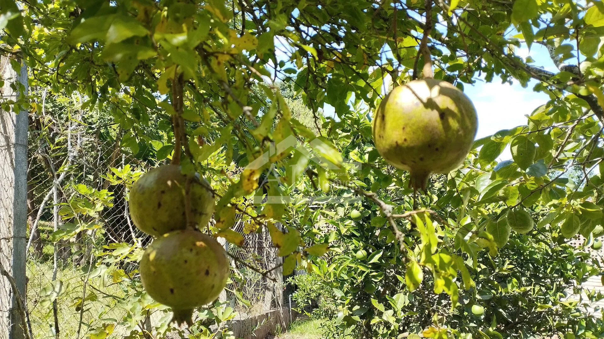 Imagens do imóveis Casa arborizada com vista panorâmica à venda em Dois Irmãos, RS