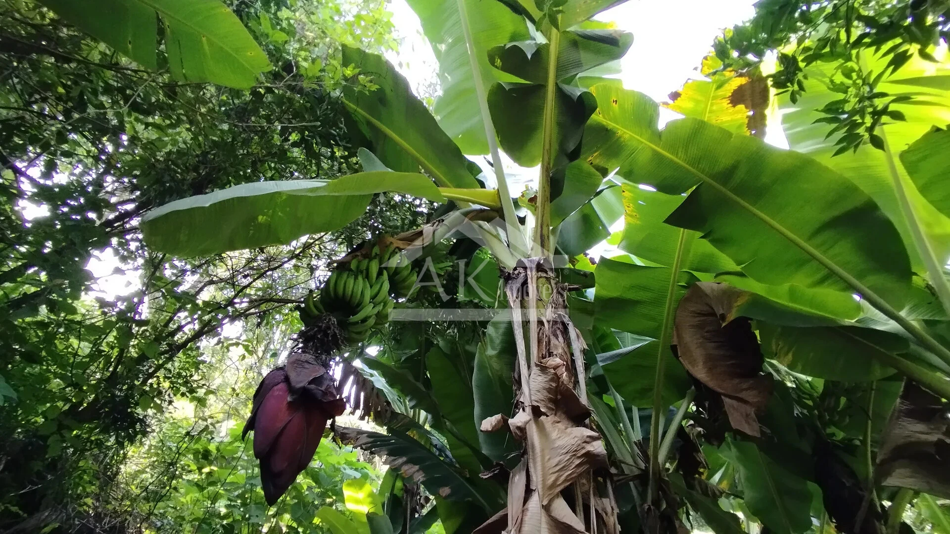 Imagens do imóveis Casa arborizada com vista panorâmica à venda em Dois Irmãos, RS