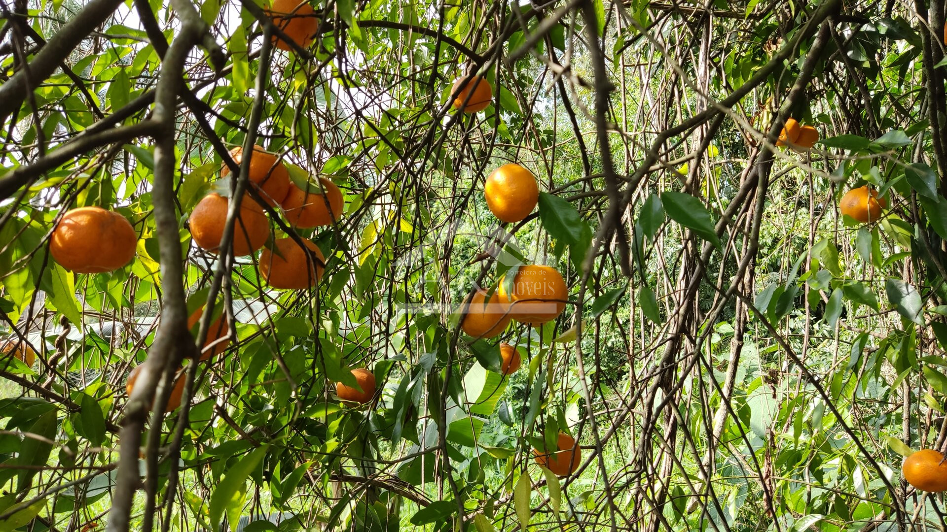 Terreno à venda no Centro de Picada Café na Serra Gaúcha