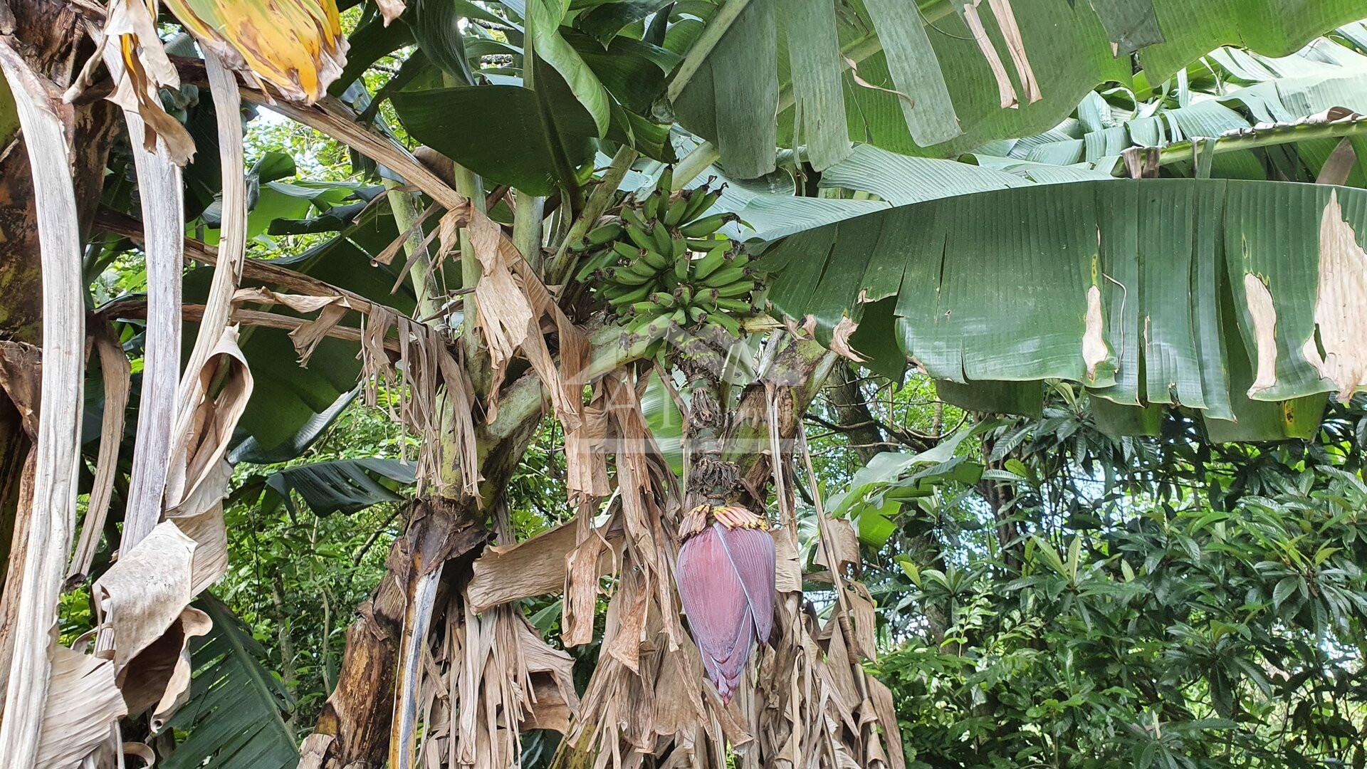 Área de terras com nascente e bela vista à venda em Linha Nova-RS