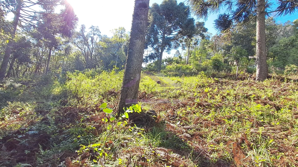 Excelente área de terra com ótima localizaçao à venda em Nova Petrópolis