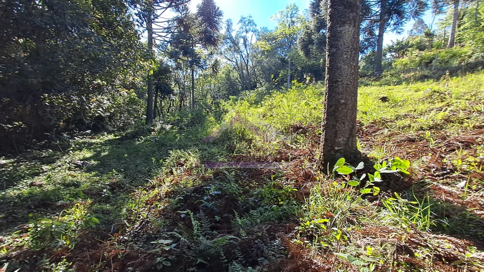 Excelente área de terra com ótima localizaçao à venda em Nova Petrópolis