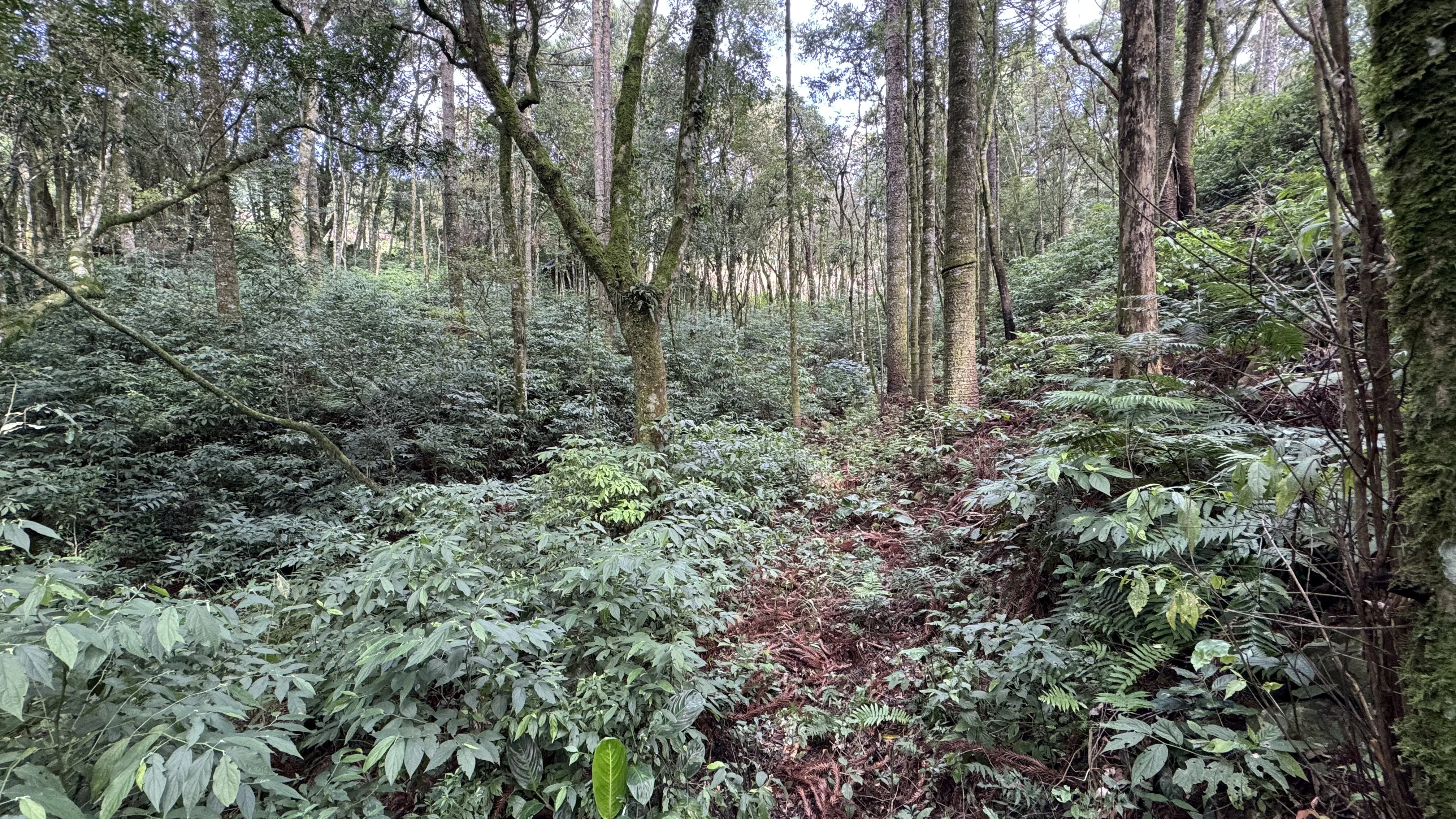 Área de terra com açudes e riacho à venda em Morro Reuter-RS
