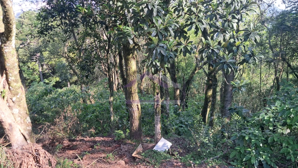 Excelente área de terra com ótima localizaçao à venda em Nova Petrópolis