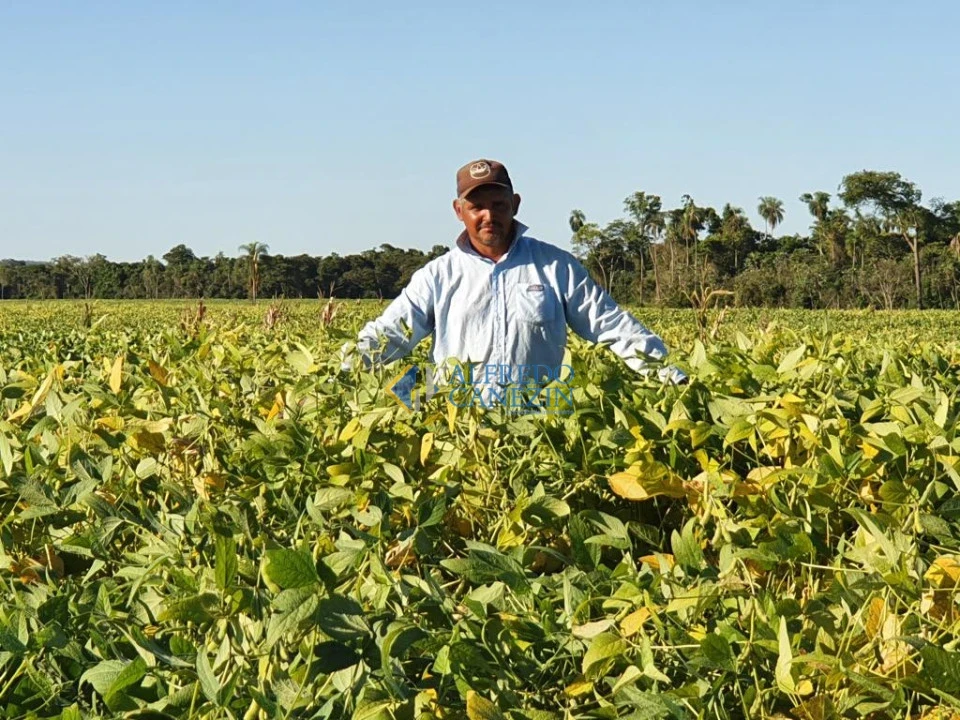 Fazenda em Tapira/PR com 247 alqueires, plantando 172 alq, beira do Rio Ivaí