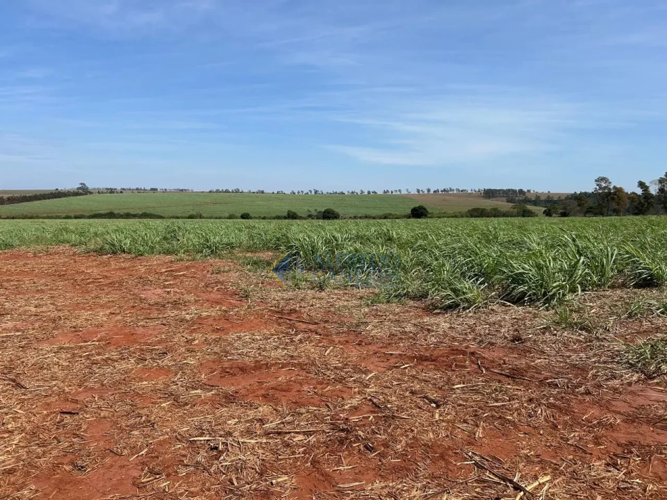 Sítios à venda em Jaguapitã - Paraná - ótima renda