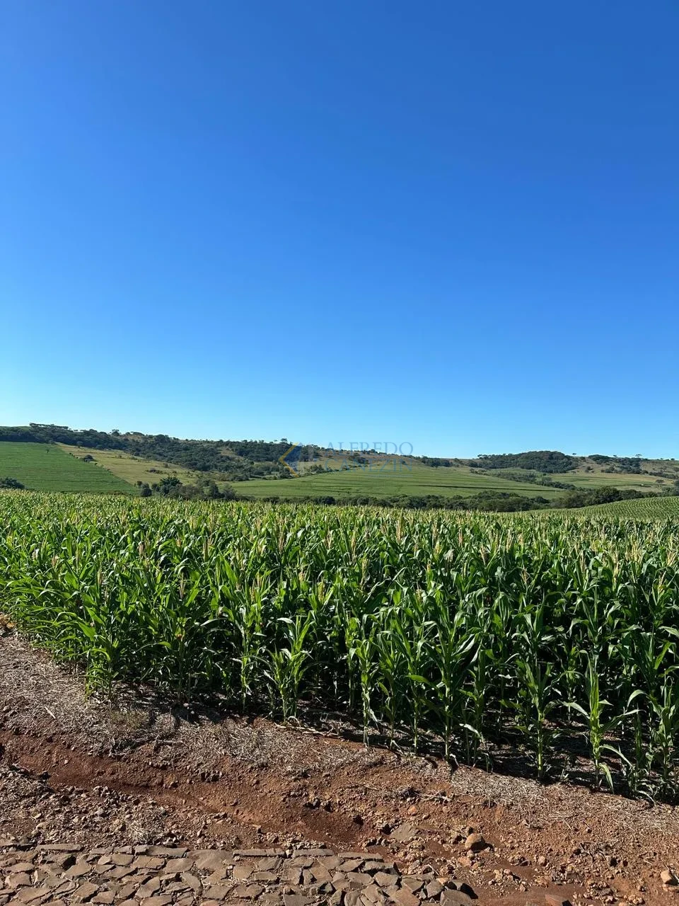 Oportunidade Rural no Paraná: Sítio de 16 Alqueires Pronto para Plantio e com Renda Ativa!