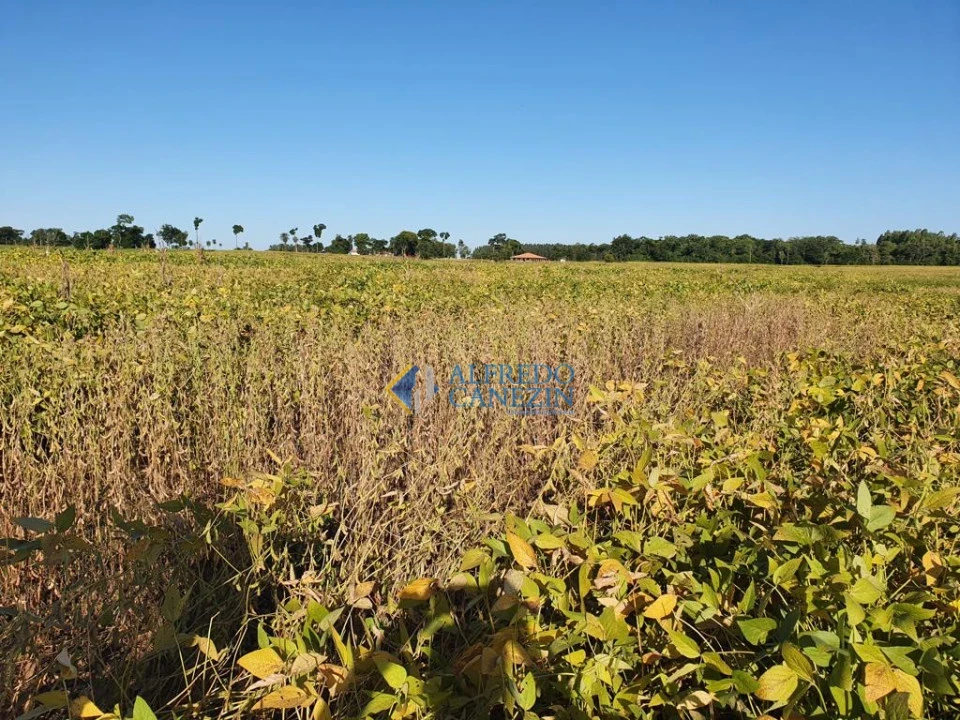Fazenda em Tapira/PR com 247 alqueires, plantando 172 alq, beira do Rio Ivaí