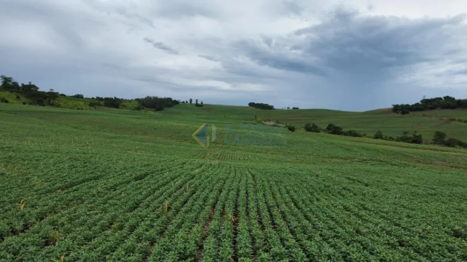 Oportunidade Rural no Paraná: Sítio de 16 Alqueires Pronto para Plantio e com Renda Ativa!