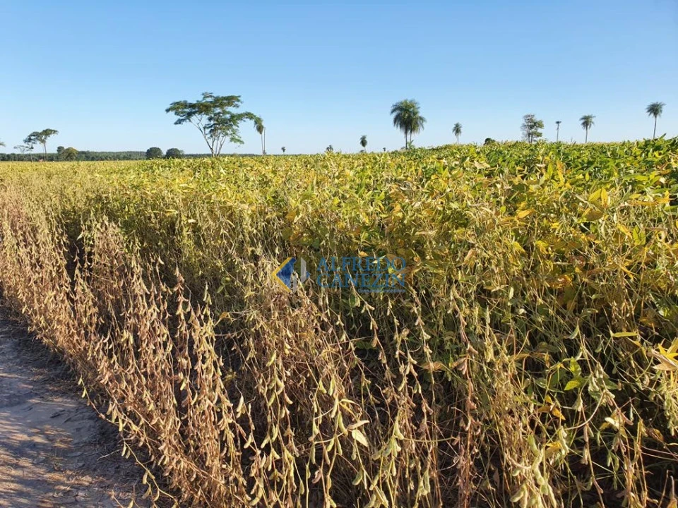 Fazenda em Tapira/PR com 247 alqueires, plantando 172 alq, beira do Rio Ivaí