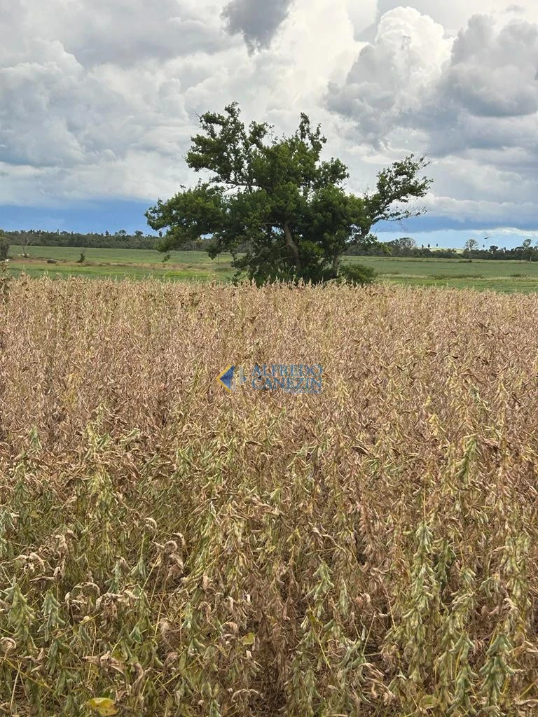 Fazenda em Tapira/PR com 247 alqueires, plantando 172 alq, beira do Rio Ivaí