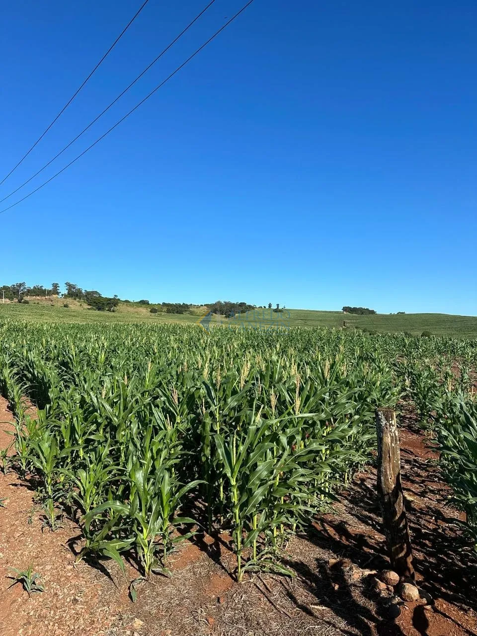 Oportunidade Rural no Paraná: Sítio de 16 Alqueires Pronto para Plantio e com Renda Ativa!