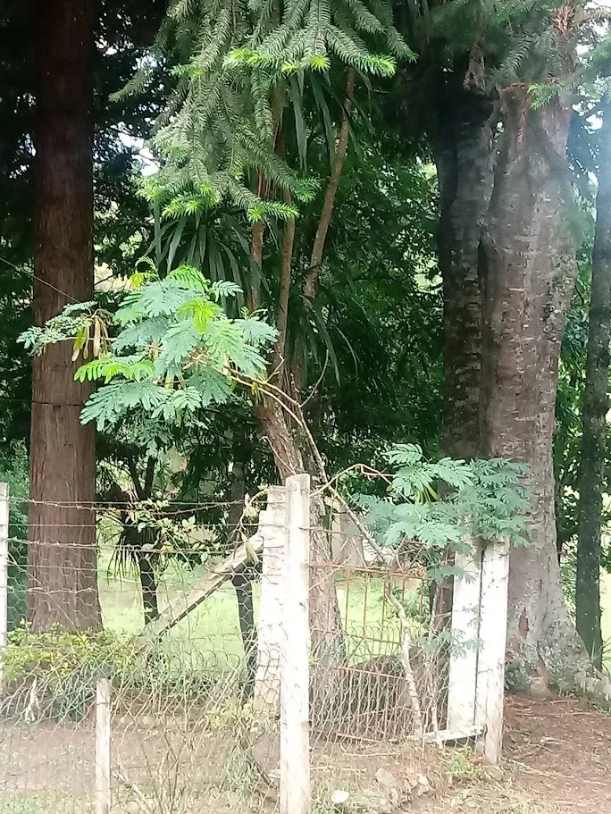Fazenda/Sítios/Chácaras À Venda Contenda São José Dos Pinhais