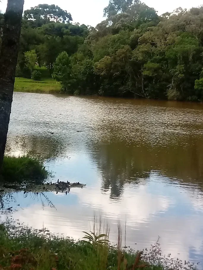 Fazenda/Sítios/Chácaras À Venda Contenda São José Dos Pinhais