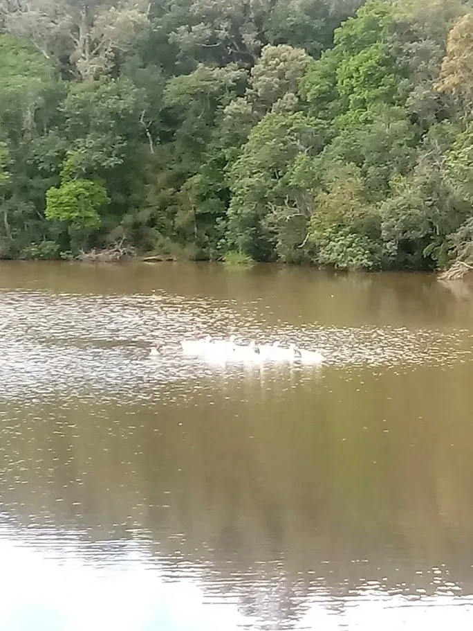 Fazenda/Sítios/Chácaras À Venda Contenda São José Dos Pinhais