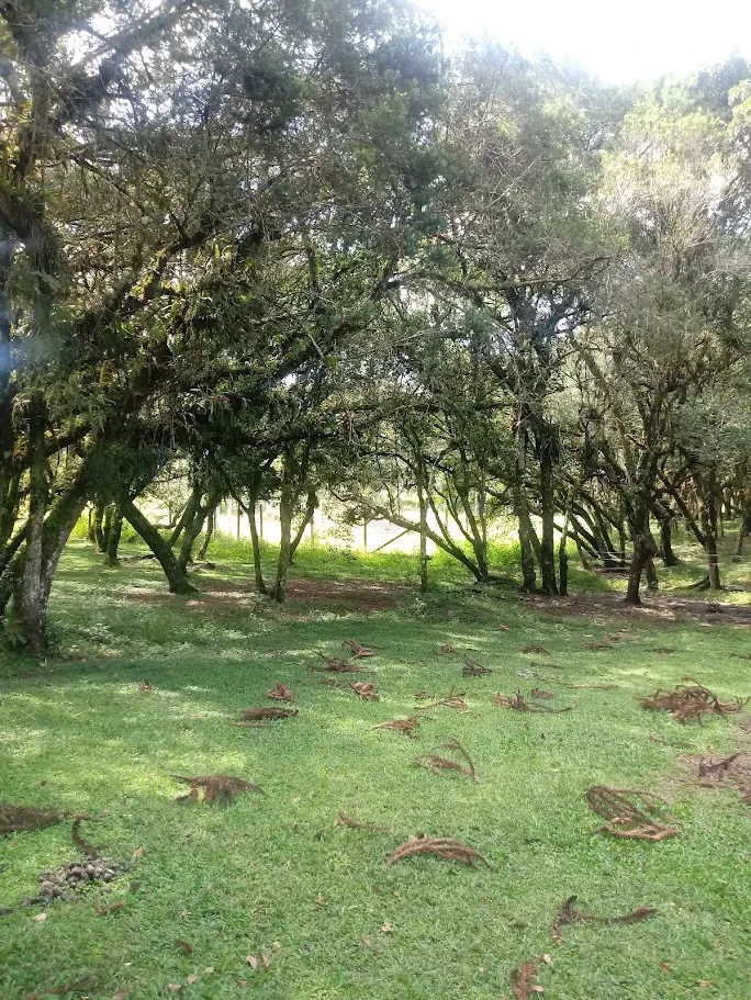 Fazenda/Sítios/Chácaras À Venda Contenda São José Dos Pinhais