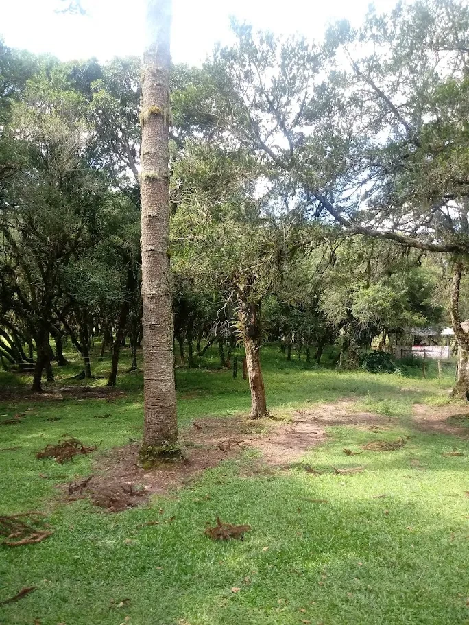 Fazenda/Sítios/Chácaras À Venda Contenda São José Dos Pinhais