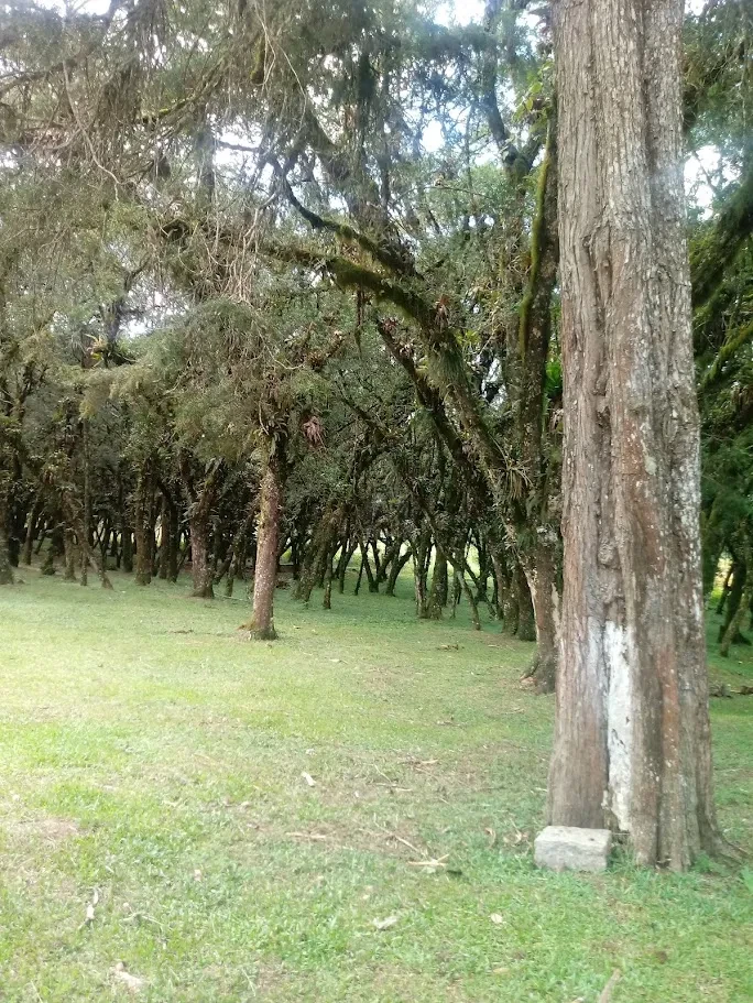 Fazenda/Sítios/Chácaras À Venda Contenda São José Dos Pinhais