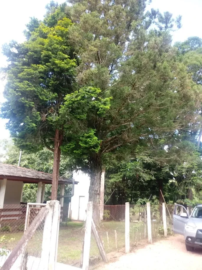 Fazenda/Sítios/Chácaras À Venda Contenda São José Dos Pinhais
