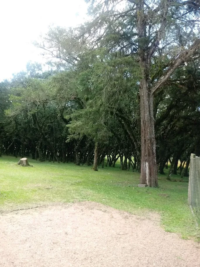 Fazenda/Sítios/Chácaras À Venda Contenda São José Dos Pinhais