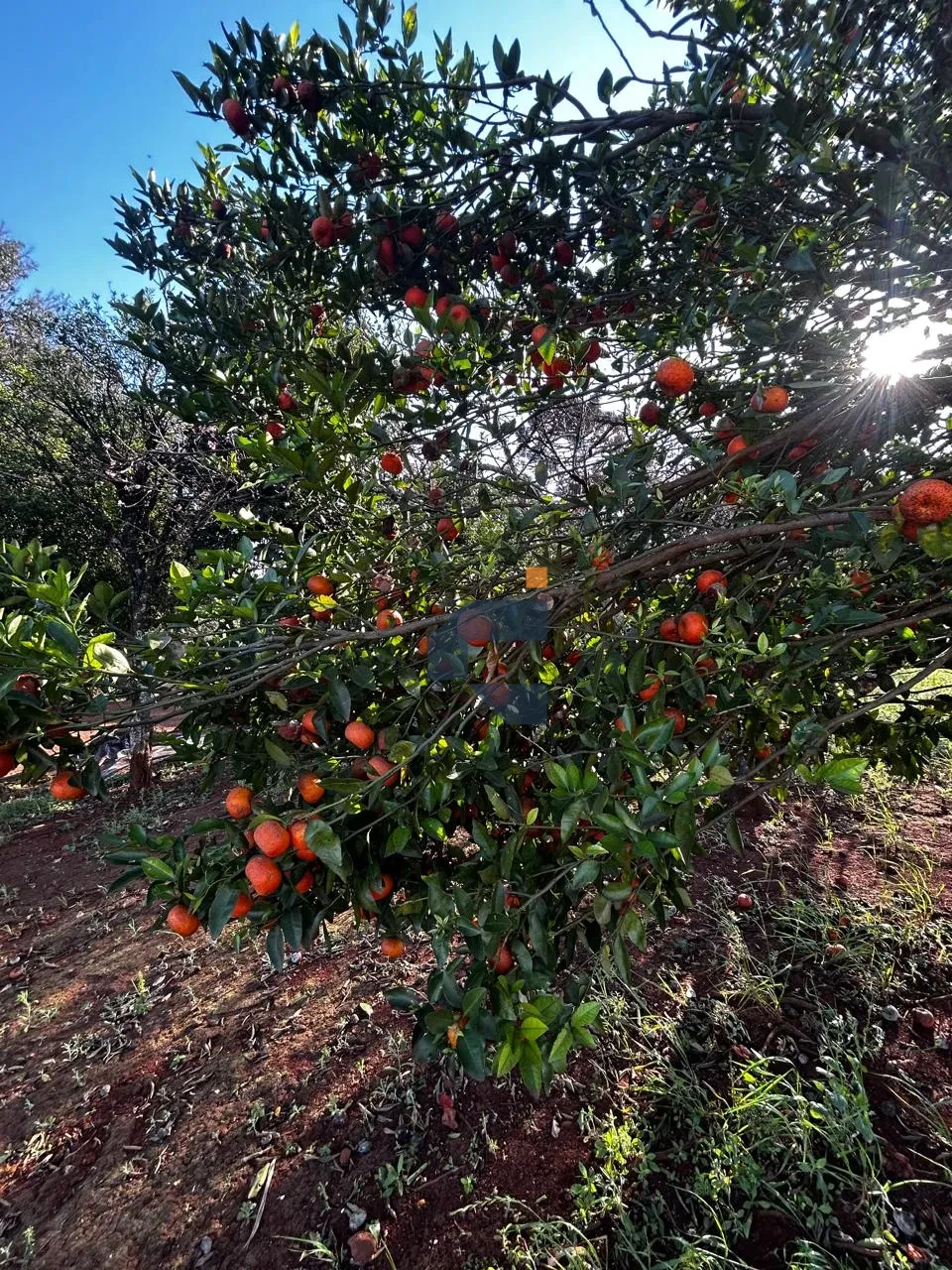 Fazenda/Sítios/Chácaras À Venda Zona Rural Cascavel