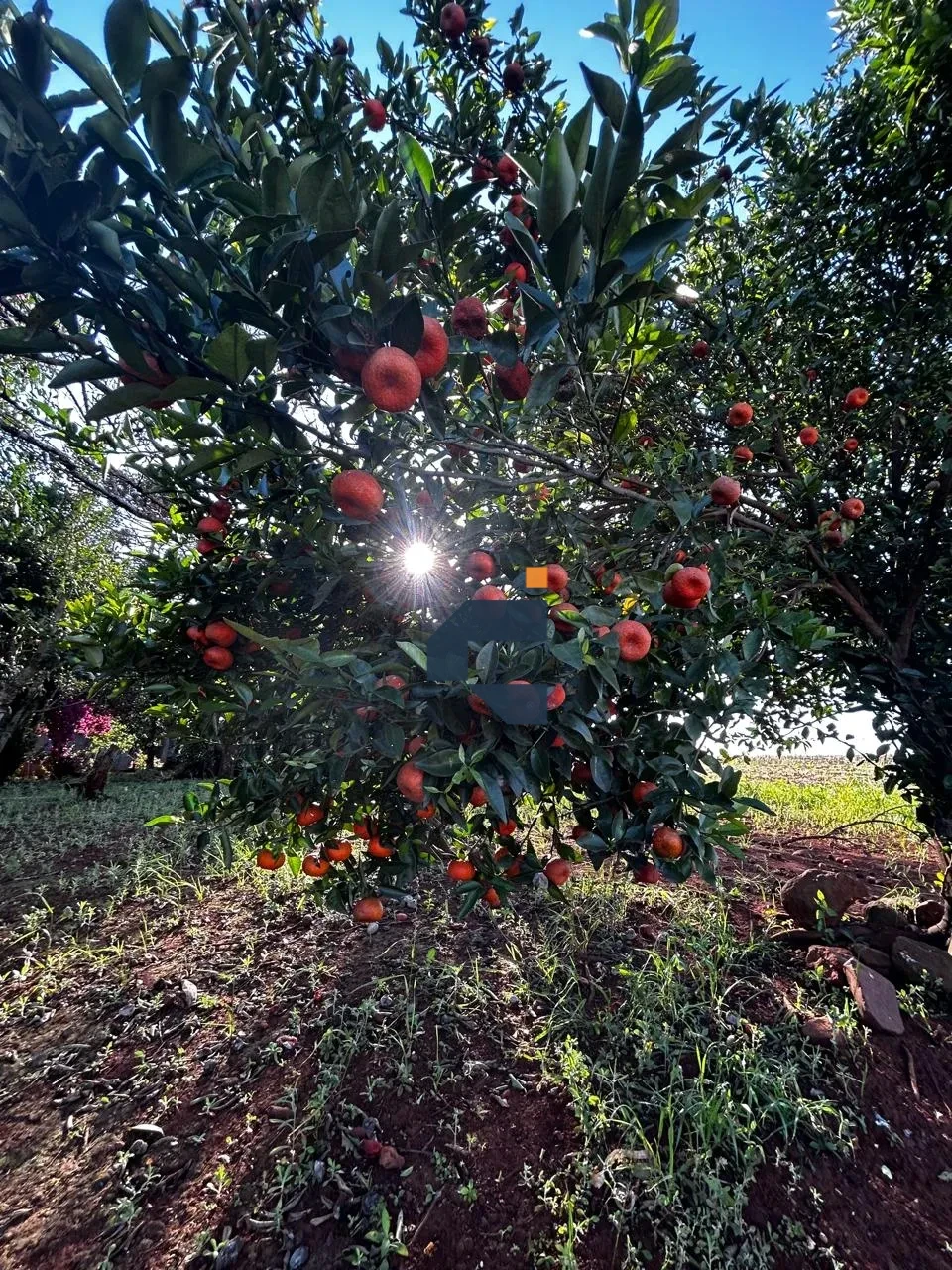 Fazenda/Sítios/Chácaras À Venda Zona Rural Cascavel