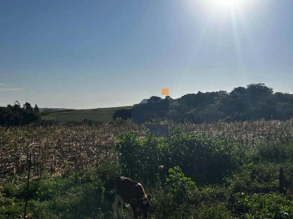 Fazenda/Sítios/Chácaras À Venda Zona Rural Cascavel