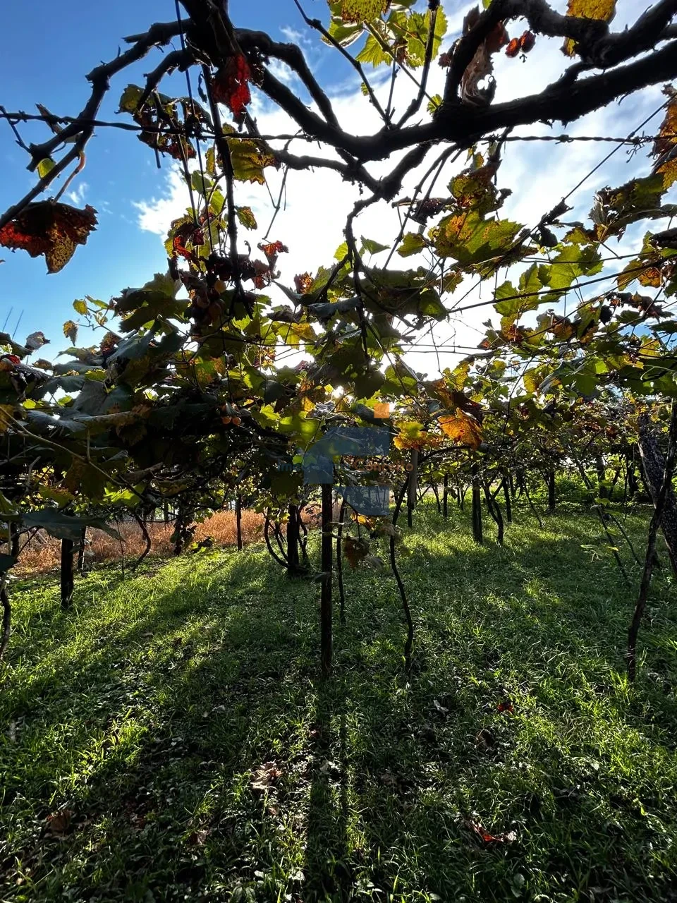 AREA RURAL A VENDA EM LINDOESTE