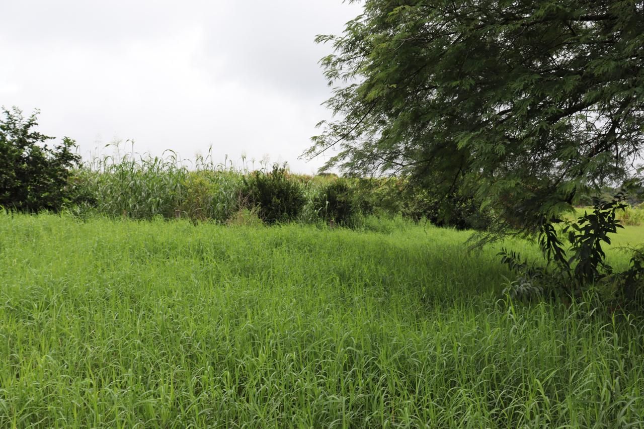 Imagens do imóveis AREA RURAL A VENDA EM LINDOESTE