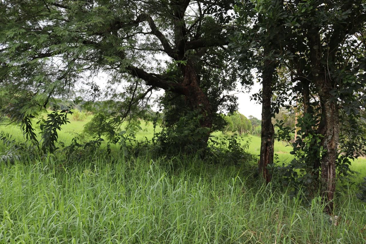 Imagens do imóveis AREA RURAL A VENDA EM LINDOESTE