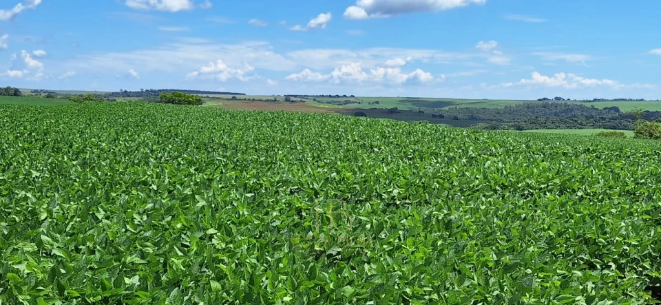 Imagens do imóveis Fazenda Norte Velho Paraná