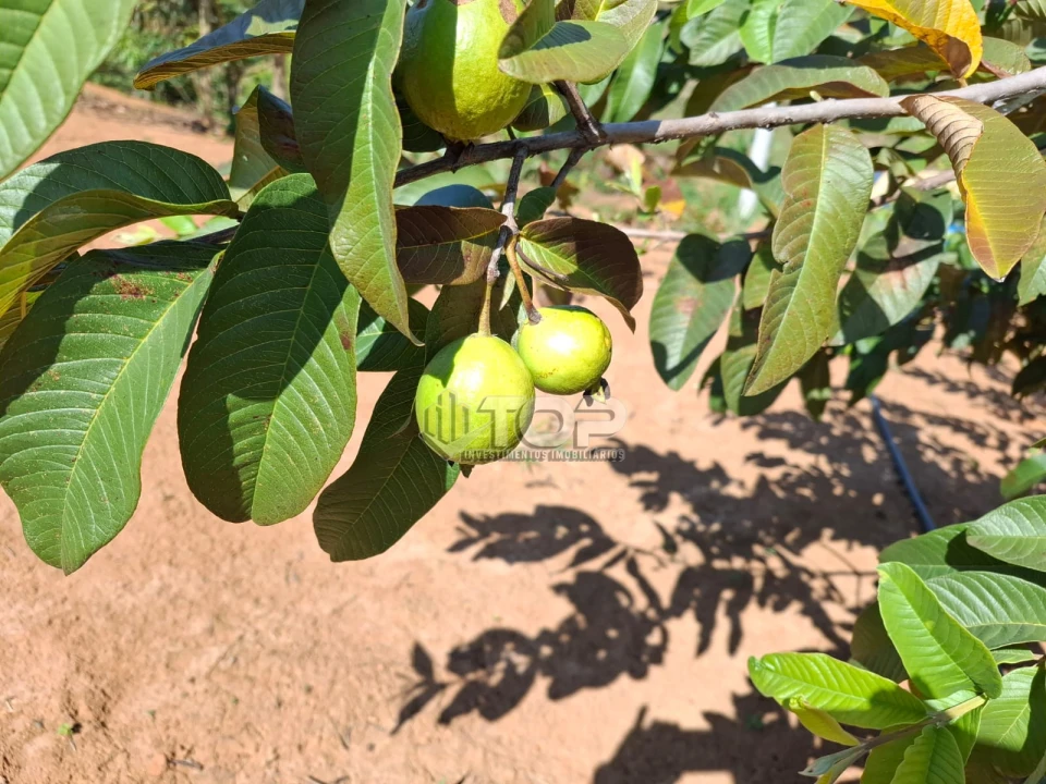 Imagens do imóveis SITIO A  VENDA -PRATINHA