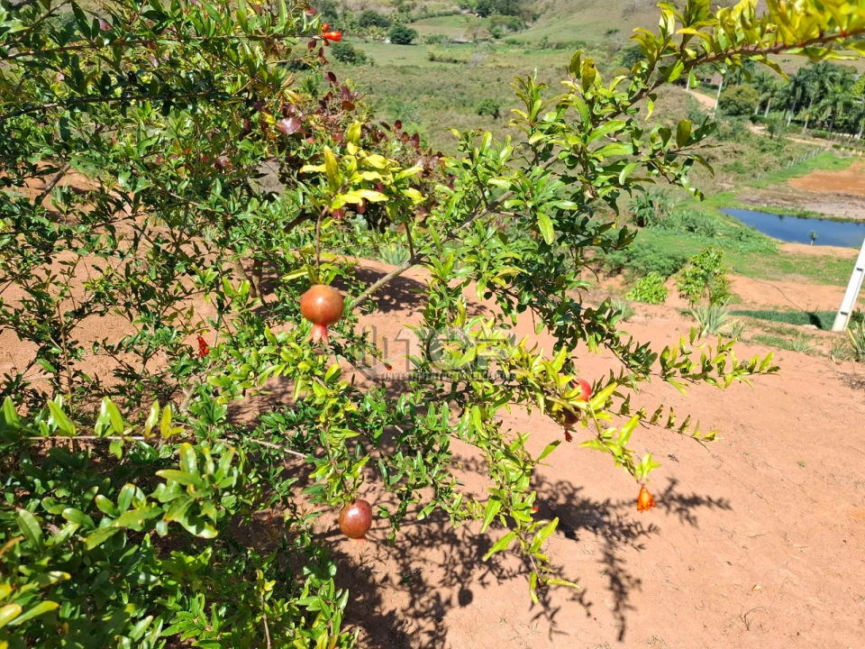 Imagens do imóveis SITIO A  VENDA -PRATINHA