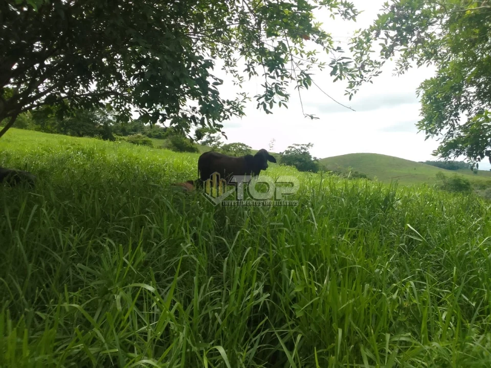 Imagens do imóveis SITIO P/ VENDA 6KM DE MURIAÉ