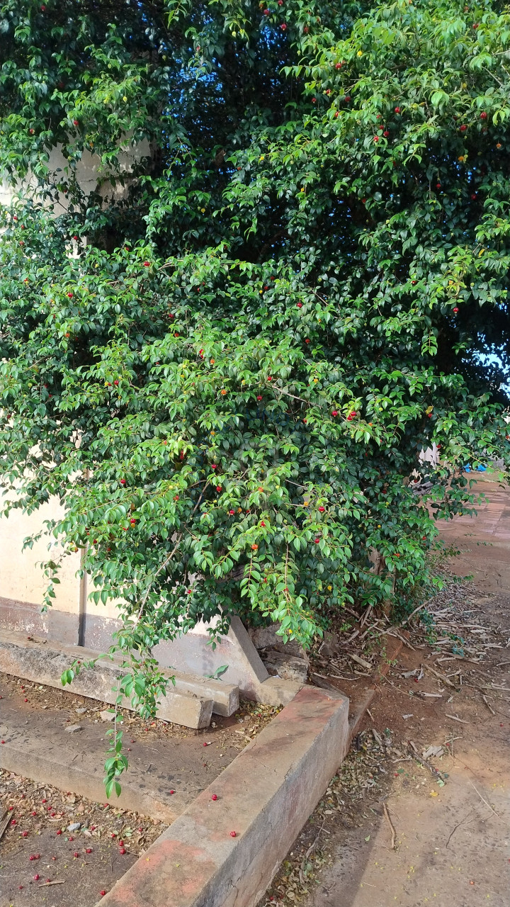 Imagens do imóveis Terreno em jataizinho