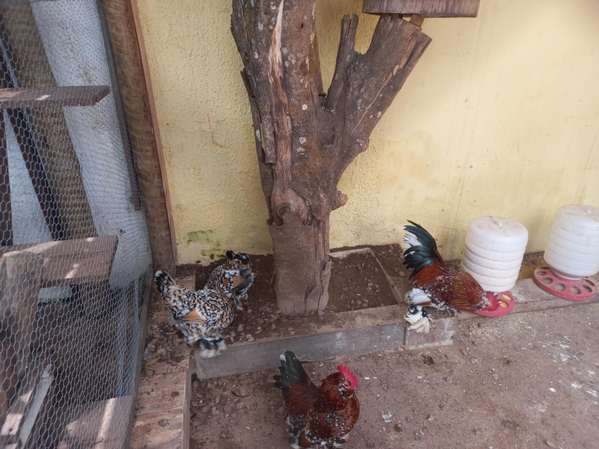 Imagens do imóveis CASA A VENDA NO PARQUE RESIDENCIAL JUNDIAI COM VIVEIROS