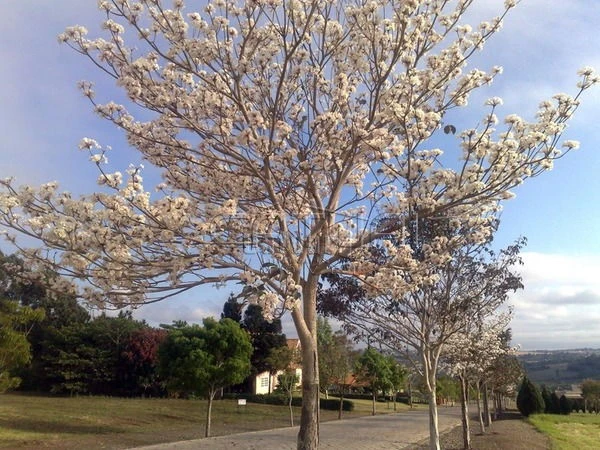 Casa Em Condomínio Para Alugar Estancia Bom Tempo Londrina
