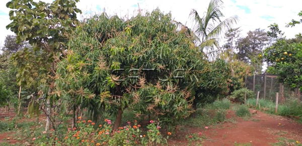 Casa em Condomínio à venda - Estância Favoreto - Zona Rural, Londrina Casa em Condomínio à venda - Estância Favoreto - Zona Rural, Londrina