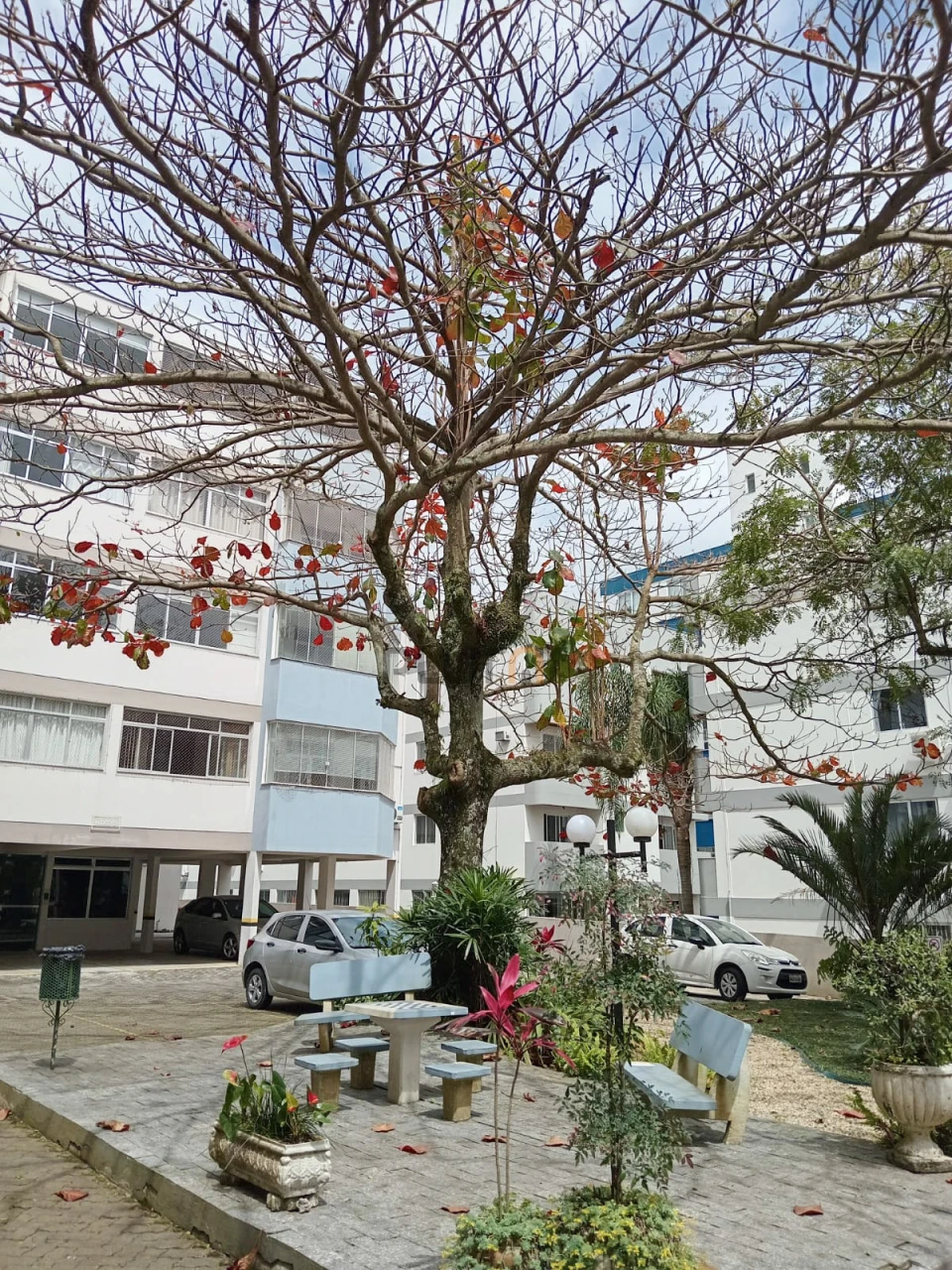 Apartamento Para Alugar Córrego Grande Florianópolis