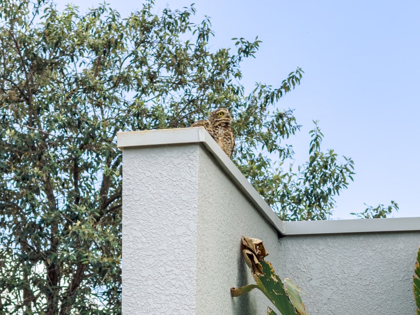 Casa 4 quartos à venda em Jardim Residencial Santa Clara, Indaiatuba - foto 7
