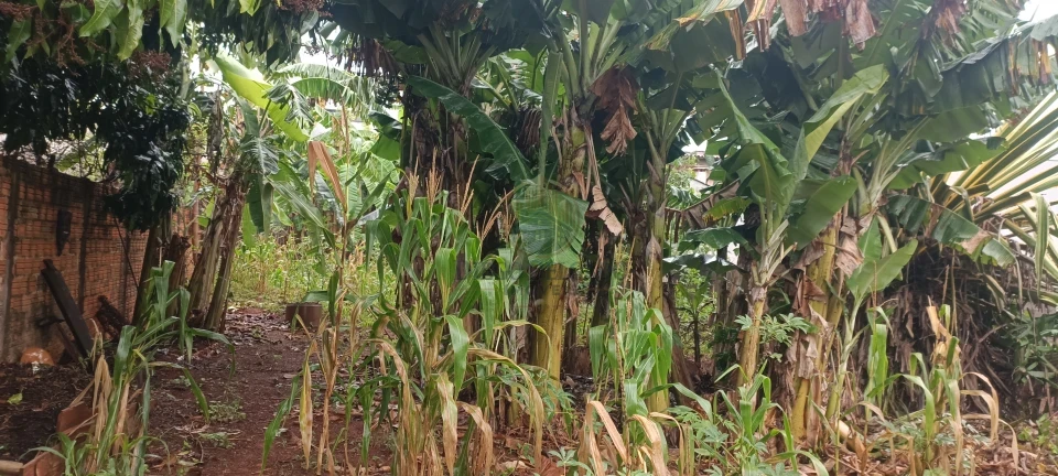 Terreno À Venda Jardim Vitória Cambé