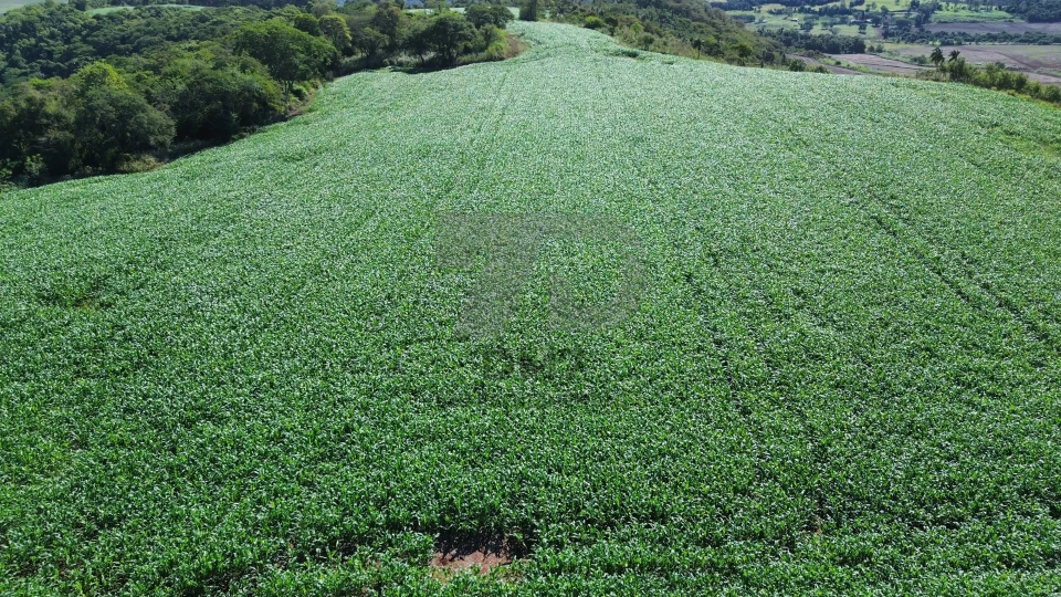 Fazenda/Sítios/Chácaras À Venda Vila Rural Jataizinho