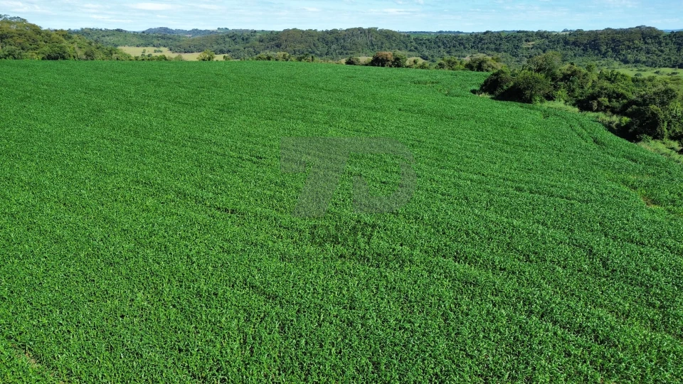 Fazenda/Sítios/Chácaras À Venda Vila Rural Jataizinho