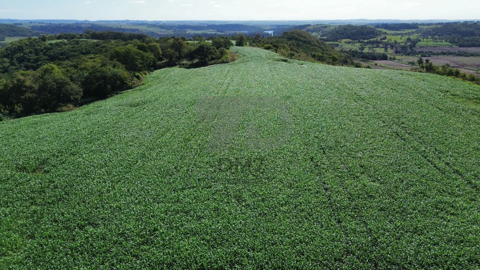 Fazenda/Sítios/Chácaras À Venda Vila Rural Jataizinho