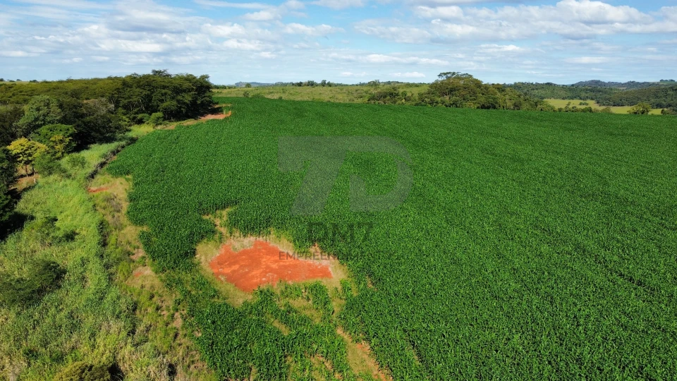 Fazenda/Sítios/Chácaras À Venda Vila Rural Jataizinho