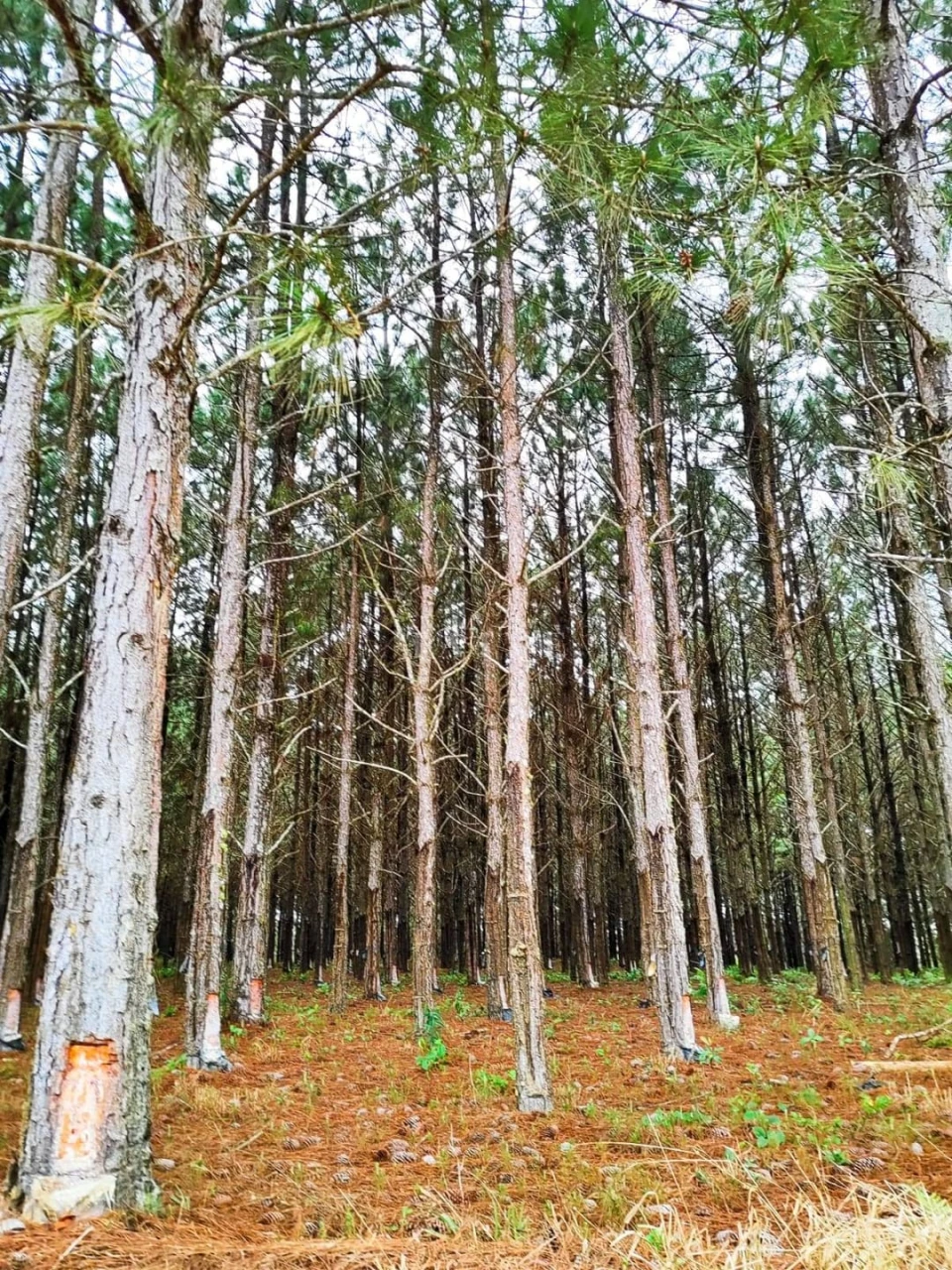 Fazenda, sítio ou chácara à venda em Centro, São Miguel Arcanjo — Residencial Estância Pousada Tucunaré - foto 1