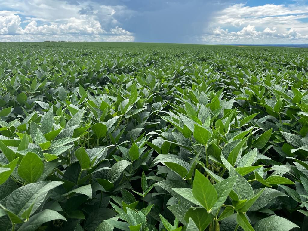 Fazenda 2149 hectares a venda, JÁ PLANTADO, PISTA DE POUSO-  Itiquira, MT