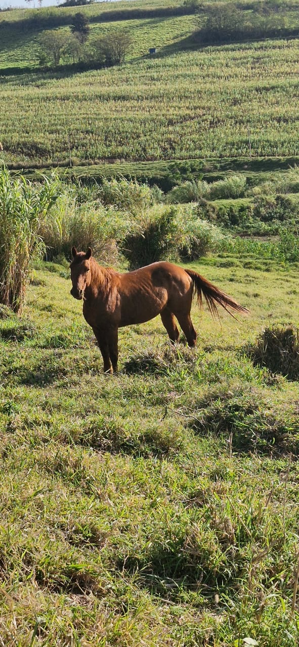 Fazenda à Venda, 102 alqueires, pastagem e plantio, com casas sede, funcionários e Colonia, barracões- região de Bandeirantes, PR