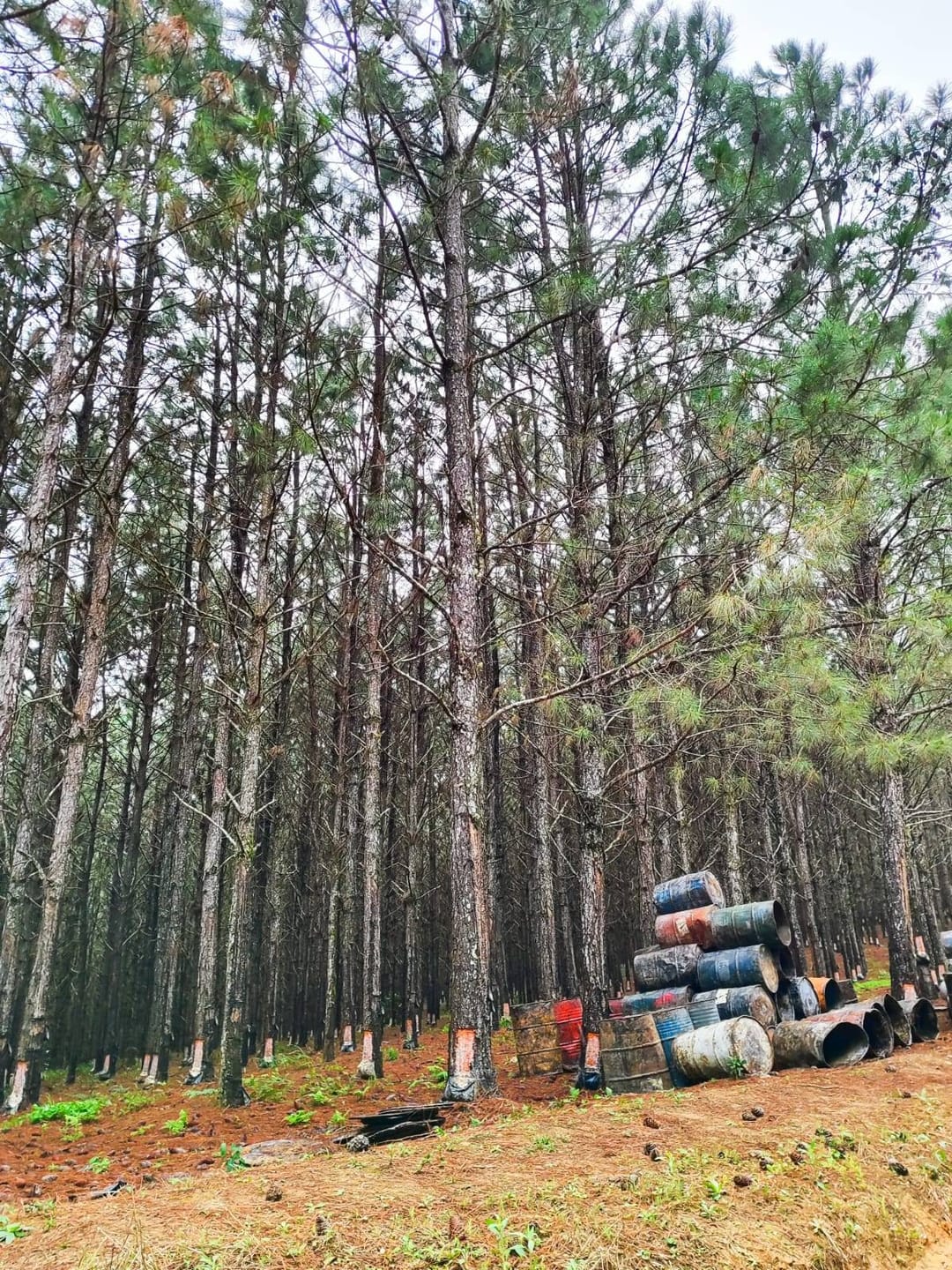 Fazenda à venda, São Miguel Arcanjo, SP