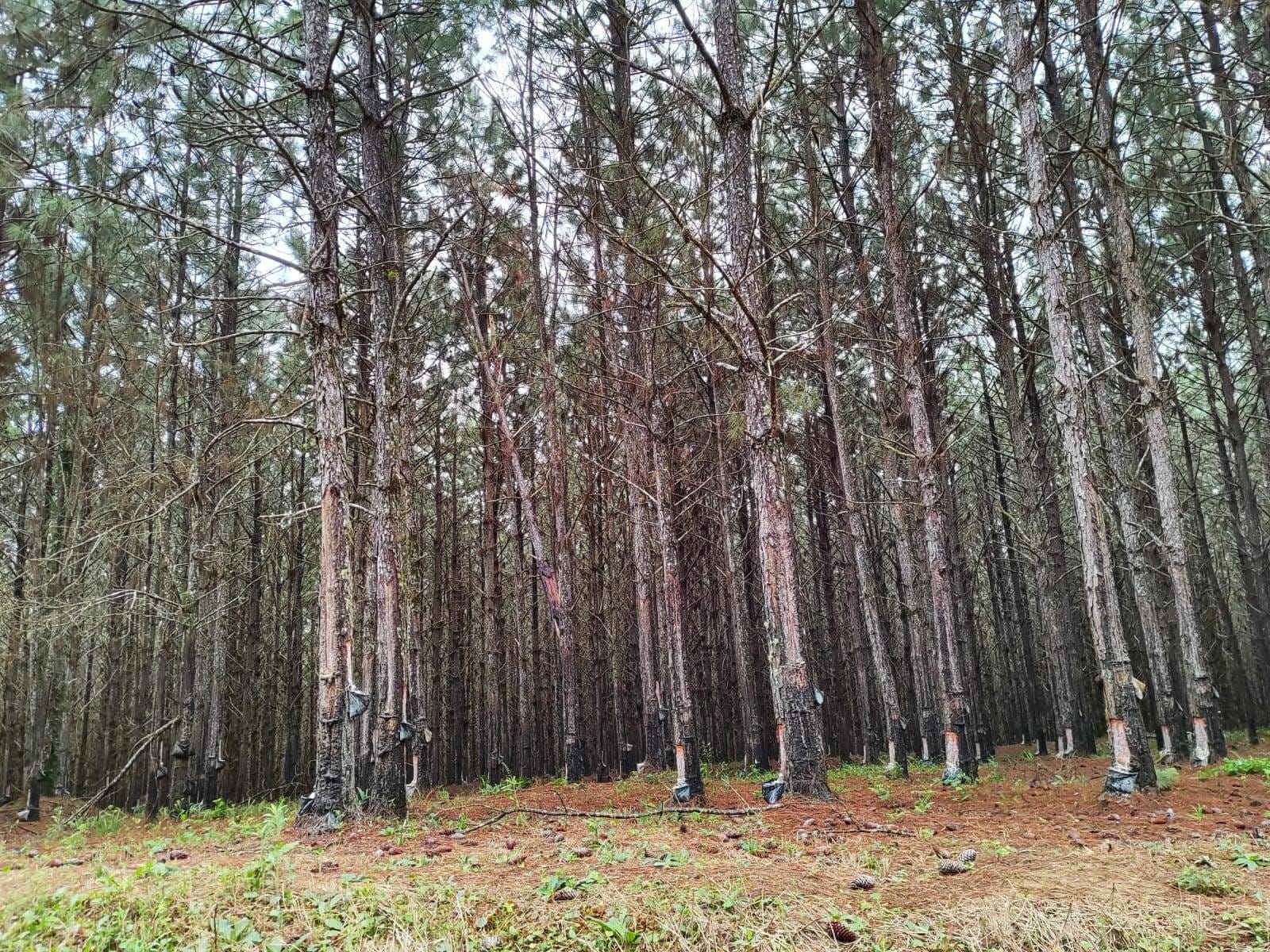 Fazenda à venda, São Miguel Arcanjo, SP